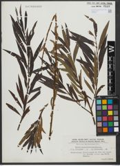 Foto von Salix triandra L. x Salix viminalis L.
